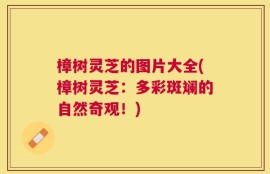 樟树灵芝的图片大全(樟树灵芝：多彩斑斓的自然奇观！)