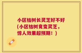 小区枯树长灵芝好不好(小区枯树竟变灵芝，惊人效果超预期！)