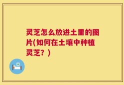 灵芝怎么放进土里的图片(如何在土壤中种植灵芝？)