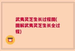 武夷灵芝生长过程图(图解武夷灵芝生长全过程)