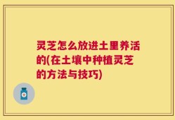 灵芝怎么放进土里养活的(在土壤中种植灵芝的方法与技巧)