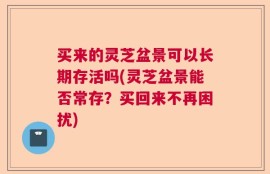 买来的灵芝盆景可以长期存活吗(灵芝盆景能否常存？买回来不再困扰)