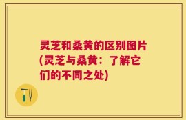 灵芝和桑黄的区别图片(灵芝与桑黄：了解它们的不同之处)