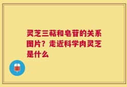 灵芝三萜和皂苷的关系图片？走近科学肉灵芝是什么