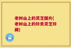 老树山上的灵芝图片(老树山上的珍贵灵芝珍藏)