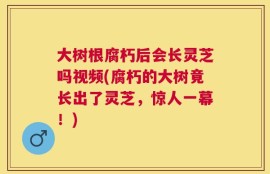 大树根腐朽后会长灵芝吗视频(腐朽的大树竟长出了灵芝，惊人一幕！)