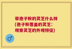 带孢子粉的灵芝什么样(孢子粉覆盖的灵芝：观察灵芝的外观特征)
