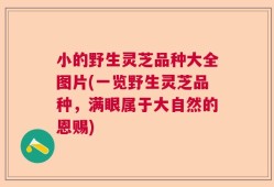 小的野生灵芝品种大全图片(一览野生灵芝品种，满眼属于大自然的恩赐)