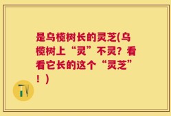 是乌榄树长的灵芝(乌榄树上“灵”不灵？看看它长的这个“灵芝”！)