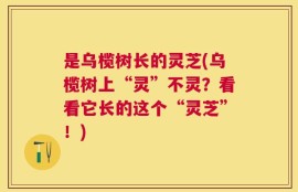 是乌榄树长的灵芝(乌榄树上“灵”不灵？看看它长的这个“灵芝”！)