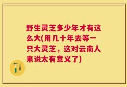 野生灵芝多少年才有这么大(用几十年去等一只大灵芝，这对云南人来说太有意义了)