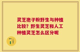 灵芝孢子粉野生与种植比较？野生灵芝和人工种植灵芝怎么区分呢