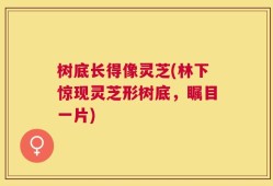 树底长得像灵芝(林下惊现灵芝形树底，瞩目一片)