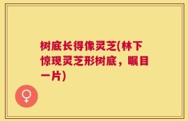 树底长得像灵芝(林下惊现灵芝形树底，瞩目一片)