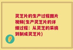 灵芝片的生产过程图片视频(生产灵芝片的详细过程：从灵芝的采摘到制成灵芝片)