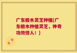 广东椴木灵芝种植(广东椴木种植灵芝，神奇功效惊人！)