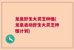 龙泉野生大灵芝种植(龙泉启动野生大灵芝种植计划)