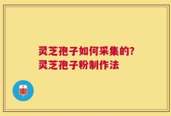 灵芝孢子如何采集的？灵芝孢子粉制作法