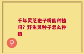 千年灵芝孢子粉能种植吗？野生灵种子怎么种植