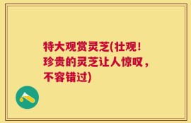 特大观赏灵芝(壮观！珍贵的灵芝让人惊叹，不容错过)
