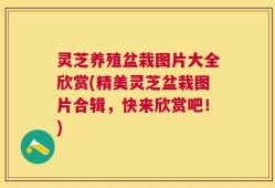 灵芝养殖盆栽图片大全欣赏(精美灵芝盆栽图片合辑，快来欣赏吧！)