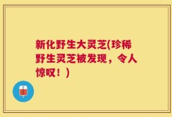 新化野生大灵芝(珍稀野生灵芝被发现，令人惊叹！)