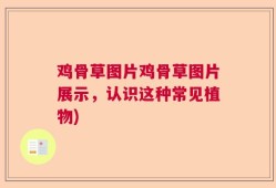鸡骨草图片鸡骨草图片展示，认识这种常见植物)