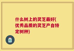 什么树上的灵芝最好(优秀品质的灵芝产自特定树种)