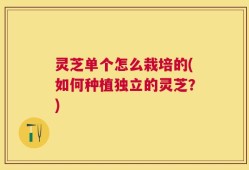 灵芝单个怎么栽培的(如何种植独立的灵芝？)