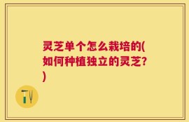 灵芝单个怎么栽培的(如何种植独立的灵芝？)