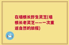 在墙根长野生灵芝(墙根长老灵芝——一次重返自然的旅程)