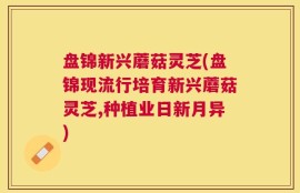 盘锦新兴蘑菇灵芝(盘锦现流行培育新兴蘑菇灵芝,种植业日新月异)