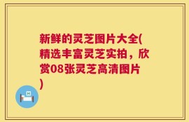 新鲜的灵芝图片大全(精选丰富灵芝实拍，欣赏08张灵芝高清图片)