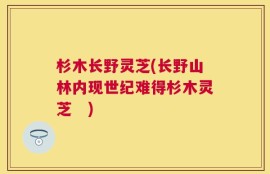 杉木长野灵芝(长野山林内现世纪难得杉木灵芝　)