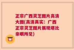 正宗广西灵芝图片高清大图(高清真实：广西正宗灵芝图片展现堪比亲眼所见)