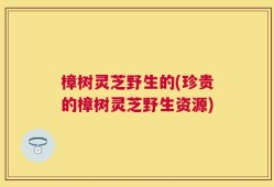 樟树灵芝野生的(珍贵的樟树灵芝野生资源)
