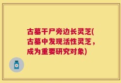 古墓干尸旁边长灵芝(古墓中发现活性灵芝，成为重要研究对象)