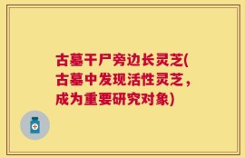 古墓干尸旁边长灵芝(古墓中发现活性灵芝，成为重要研究对象)
