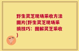 野生灵芝现场采收方法图片(野生灵芝现场采摘技巧：图解灵芝采收)