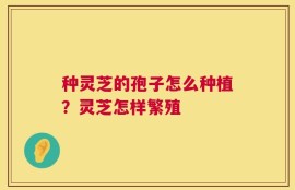 种灵芝的孢子怎么种植？灵芝怎样繁殖