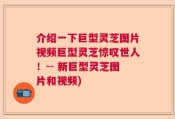 介绍一下巨型灵芝图片视频巨型灵芝惊叹世人！-- 新巨型灵芝图片和视频)