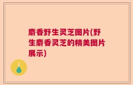 麝香野生灵芝图片(野生麝香灵芝的精美图片展示)