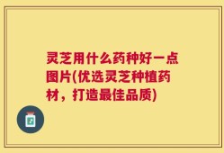 灵芝用什么药种好一点图片(优选灵芝种植药材，打造最佳品质)