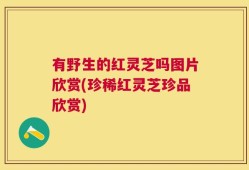 有野生的红灵芝吗图片欣赏(珍稀红灵芝珍品欣赏)