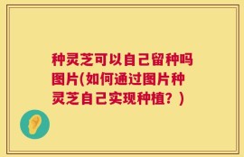 种灵芝可以自己留种吗图片(如何通过图片种灵芝自己实现种植？)