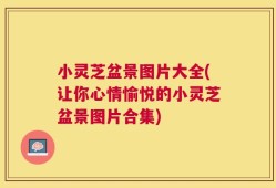 小灵芝盆景图片大全(让你心情愉悦的小灵芝盆景图片合集)