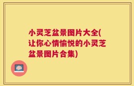 小灵芝盆景图片大全(让你心情愉悦的小灵芝盆景图片合集)
