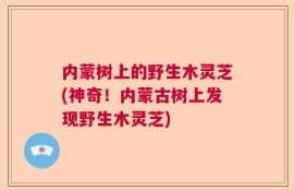 内蒙树上的野生木灵芝(神奇！内蒙古树上发现野生木灵芝)