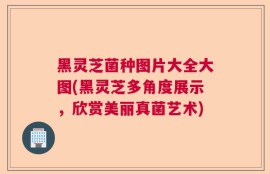 黑灵芝菌种图片大全大图(黑灵芝多角度展示，欣赏美丽真菌艺术)