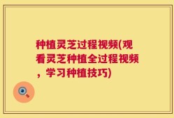 种植灵芝过程视频(观看灵芝种植全过程视频，学习种植技巧)